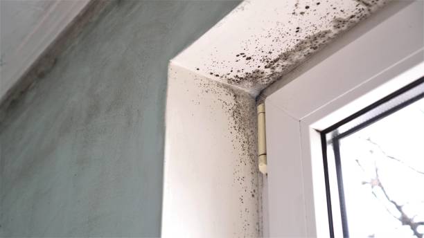 Best Toxic Mold Removal  in Carlstadt, NJ