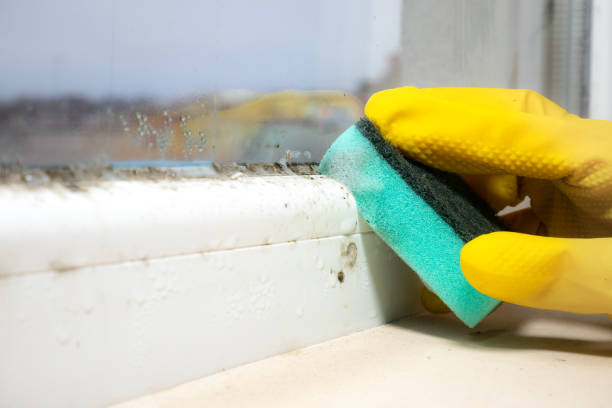 Best Crawl Space Mold Removal  in Carlstadt, NJ