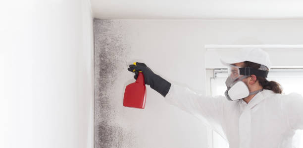 Attic Mold Removal in Carlstadt, NJ