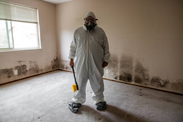 Best Toxic Mold Removal  in Carlstadt, NJ