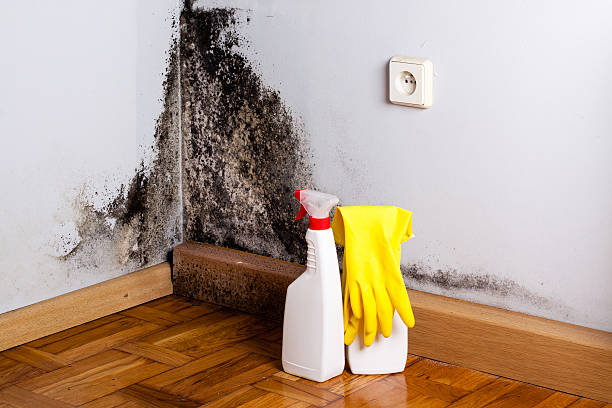 Best Fast Mold Removal  in Carlstadt, NJ